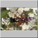 Diplazon laetatorius - Schlupfwespe w01a 8mm - OS-Hellern Wiese det06.jpg